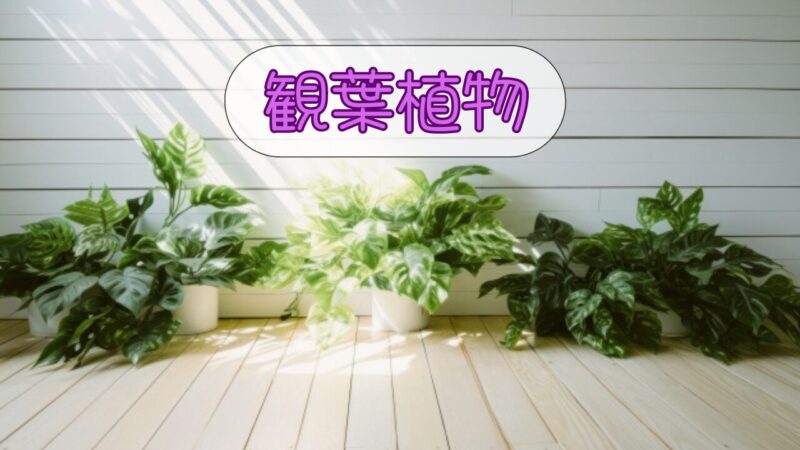 観葉植物画像